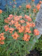 Prachtige Euphorbia griffithii ‘Fireglow'  €1,00, Tuin en Terras, Planten | Tuinplanten, Ophalen, Lente, Halfschaduw
