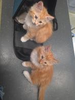 😸Siberische/mainecoon wij mogen weg 3 nog beschikbaar, Dieren en Toebehoren, Katten en Kittens | Raskatten | Langhaar, Meerdere dieren