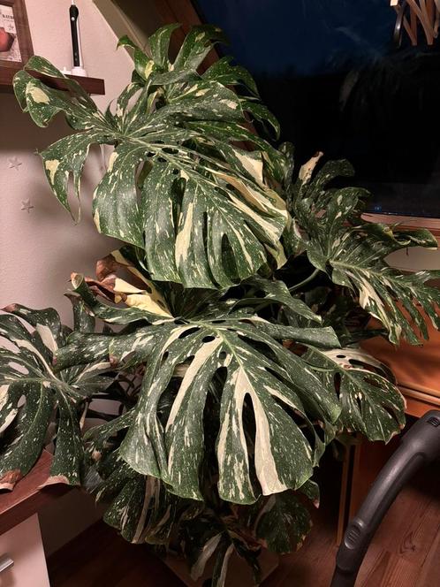 Monstera Thai Constellation XXL, Huis en Inrichting, Kamerplanten, Overige soorten, 150 tot 200 cm, Groene kamerplant, Halfschaduw