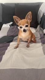 Gevraagd !!! zeer kleine chihuahua pup teefje tea cup, Rabiës (hondsdolheid), 8 tot 15 weken, Teef, Eén hond