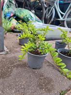 Struikkamperfoelie, Tuin en Terras, Planten | Struiken en Hagen, Ophalen, Overige soorten, Struik, Minder dan 100 cm