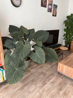 Alocasia Regal Shields Kamerplant met Pot, Ophalen, Overige soorten, Halfschaduw, In pot