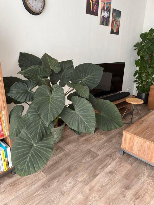 Alocasia Regal Shields Kamerplant met Pot, Huis en Inrichting, Kamerplanten, Overige soorten, Minder dan 100 cm, Groene kamerplant
