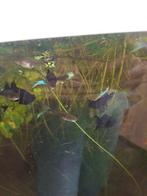 Guppy's, Vis