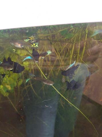 Guppy's  beschikbaar voor biedingen