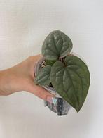 Anthurium Luxurians Platinum, Huis en Inrichting, Kamerplanten, Ophalen of Verzenden, Overige soorten, Minder dan 100 cm