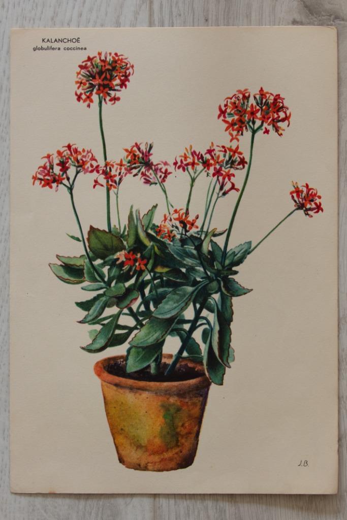 (nr.203) Kamerplanten prenten, Boeken, Wonen en Tuinieren, Gelezen, Kamerplanten, Ophalen