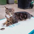 Superlieve kitten te koop, Dieren en Toebehoren, Kater