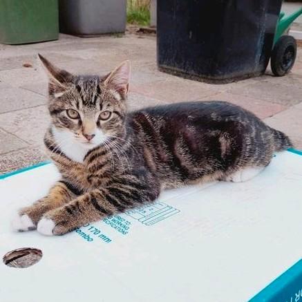 Superlieve kitten te koop, Dieren en Toebehoren, Katten en Kittens | Overige Katten, Kater