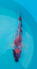 Oya - Kindai Goshiki - 35/40cm, Dieren en Toebehoren, Vissen | Vijvervissen, Karper of Koi