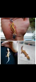Luipaardgekko vrouw, Dieren en Toebehoren, Reptielen en Amfibieën, Hagedis, Tam, 3 tot 6 jaar