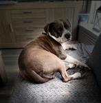 Vaste oppas gezocht, Dieren en Toebehoren, Honden | Jack Russells en Terriërs, België, Particulier, Rabiës (hondsdolheid), Reu