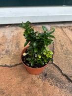 Kruipkardinaalsmuts - Wintergroen struikje, Ophalen, Bodembedekkers, Vaste plant, Bloeit niet