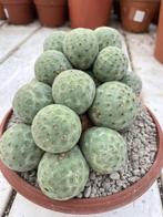 Cactus Tephrocactus Geometricus uit Argentinie potmaat 20cm, Ophalen of Verzenden, Minder dan 100 cm, Bloeiende kamerplant, Volle zon