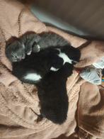 3 prachtige kittens, Poes