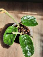 Hoya Villosa, Ophalen, Overige soorten, Minder dan 100 cm
