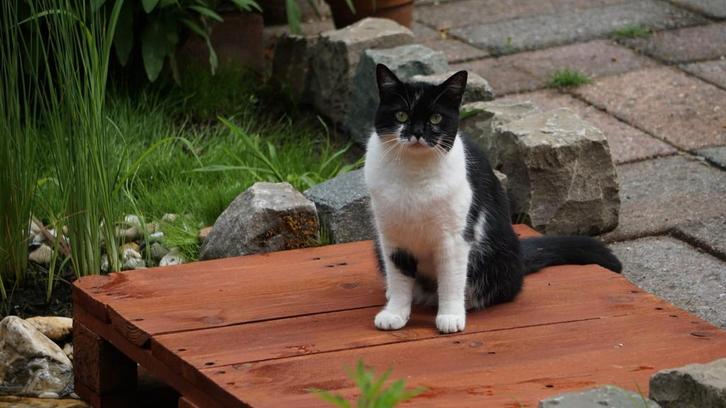 Lieve kat, Dieren en Toebehoren, Katten en Kittens | Overige Katten