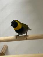 Cubavinken, Dieren en Toebehoren, Meerdere dieren, Tropenvogel, Geringd