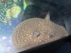 Mini marble pups 15cm, Dieren en Toebehoren, Vissen | Aquariumvissen, Vis