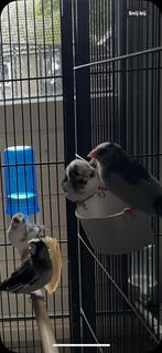 TE KOOP. :JAPANSE MEEUWEN, Dieren en Toebehoren, Vogels | Overige Vogels, Meerdere dieren