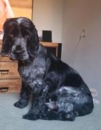 Dekreu Engelse Cocker Spaniel, Dieren en Toebehoren, Reu, 1 tot 2 jaar, Eén hond, Nederland