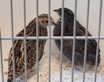 Koppeltje chinese dwergkwartels, Meerdere dieren
