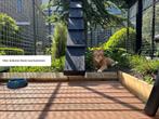 Aluminium kattenren uit voorraad leverbaar, Dieren en Toebehoren, Katten-accessoires, Ophalen of Verzenden, Nieuw