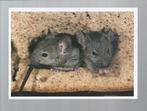 2936 Kaart dieren muizen muis, Verzamelen, Ansichtkaarten | Dieren, Ongelopen, Knaagdier, Verzenden