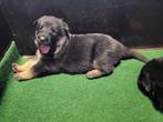 Prachtig nest Duitse herder pups met stamboom., Dieren en Toebehoren, Honden | Herdershonden en Veedrijvers, 8 tot 15 weken, CDV (hondenziekte)