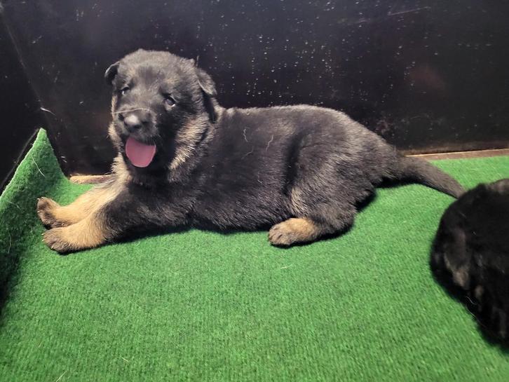 Prachtig nest Duitse herder pups met stamboom., Dieren en Toebehoren, Honden | Herdershonden en Veedrijvers, Meerdere dieren, Herder