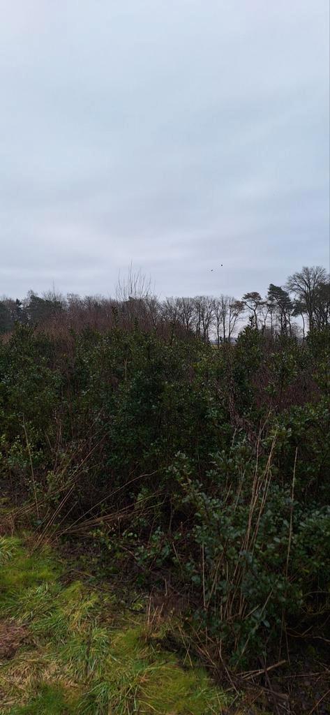 Ilex meserveae - Hulst - 500 stuks, Tuin en Terras, Planten | Tuinplanten, Ophalen