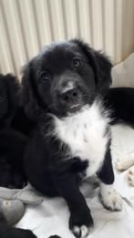 Kruising Friese Stabij /Border Collie X Friese Stabij pups, CDV (hondenziekte), 8 tot 15 weken, Meerdere, Meerdere dieren