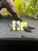 Baby sulawesi slakken te koop, Dieren en Toebehoren, Slak of Weekdier