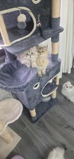 Den Haag, Dieren en Toebehoren, Katten en Kittens | Raskatten | Langhaar, Poes, Ontwormd, 0 tot 2 jaar