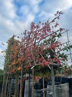 Leiboom Amberboom - Prachtige Herfstkleuren!, Tuin en Terras, Planten | Bomen, Bloeit niet, Leiboom, 100 tot 250 cm, Ophalen
