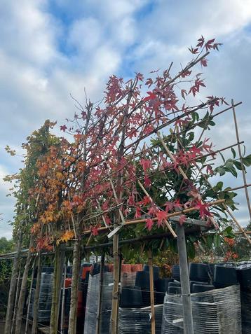 Leiboom Amberboom - Prachtige Herfstkleuren! beschikbaar voor biedingen