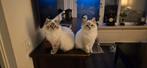 GEZOCHT RAGDOLL DEKKATER MET BLOEDGROEP B, Dieren en Toebehoren, Katten en Kittens | Dekkaters