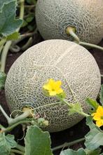 Zaden Cantaloupe meloen, Ophalen of Verzenden, Zaad