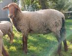 Mooie en lieve Coburger Fuchs ram, Dieren en Toebehoren, Mannelijk, Schaap