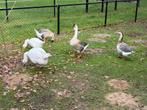 Ganzen, Dieren en Toebehoren, Pluimvee, Meerdere dieren, Gans of Zwaan