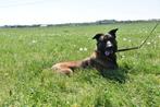 Actieve waakhond, mechelse herder reu 1.5 jaar, Dieren en Toebehoren, Reu, CDV (hondenziekte), 1 tot 2 jaar, Eén hond