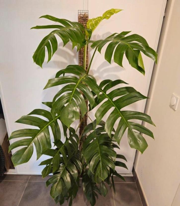 Epipremnum pinnatum marble variegata reverted stekjes, Huis en Inrichting, Kamerplanten, Overige soorten, Minder dan 100 cm, Ophalen of Verzenden