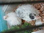 2 tamme chinese dwergkwartels van 6 weken oud, Dieren en Toebehoren, Pluimvee, Meerdere dieren, Overige soorten