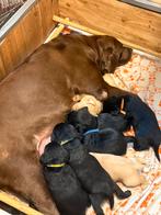 Prachtige labrador pups., Dieren en Toebehoren, CDV (hondenziekte), 8 tot 15 weken, Labrador retriever, Meerdere