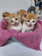 Iieve boerderijkittens te koop, Meerdere dieren, Kortharig, 0 tot 2 jaar