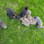 jonge konijnen, Dieren en Toebehoren, Konijnen, Geslacht onbekend, Middelgroot, 0 tot 2 jaar
