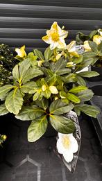 Helleborus Niger Advent Star - Kerstroos, Vaste plant, Halfschaduw, Winter, Ophalen