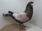 Kleurpostduif kleurpostduiven, Dieren en Toebehoren, Mannelijk, Tropenvogel, Geringd