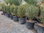Yucca filifera 60-80 cm I Wij zijn beide Paasdagen geopend, Tuin en Terras, Planten | Tuinplanten, Vaste plant, Ophalen of Verzenden