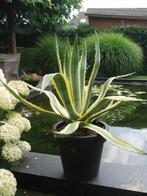 agave, Tuin en Terras, Planten | Tuinplanten, Volle zon, Vaste plant, Bloeit niet, Ophalen
